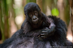 A very young gorilla baby looks at us inquisitively.