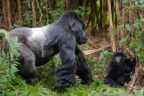 A huge silverback gorilla towers over one of his offspring.