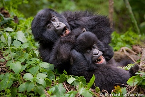 Two gorilla babies play fighting.