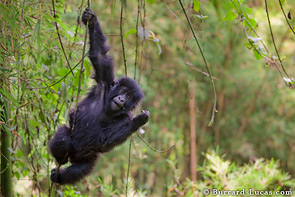 A young gorilla swinging from a vine.