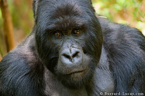 Agashya, the silverback of Group 13