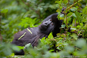 A young gorilla snacking on ferns.