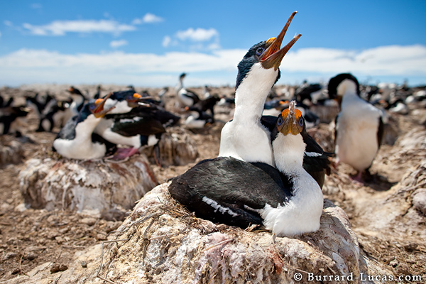 Imperial Shags