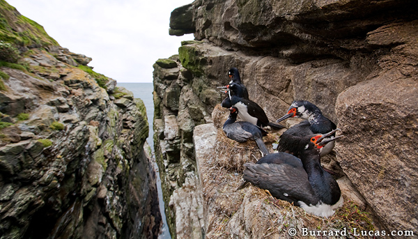 Rock Shags