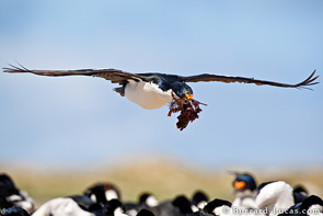 Imperial shag in flight