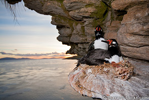 Rock shags at sunrise