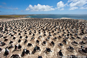 Shag colony