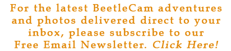 BeetleCam newsletter