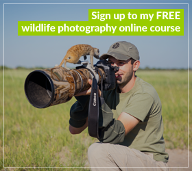 Free Wildlife Photography Course