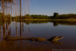 Caiman by Moonlight