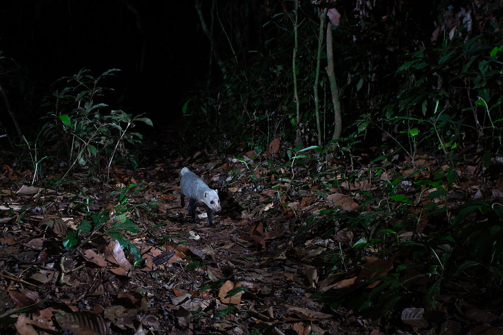 Black-footed Mongoose