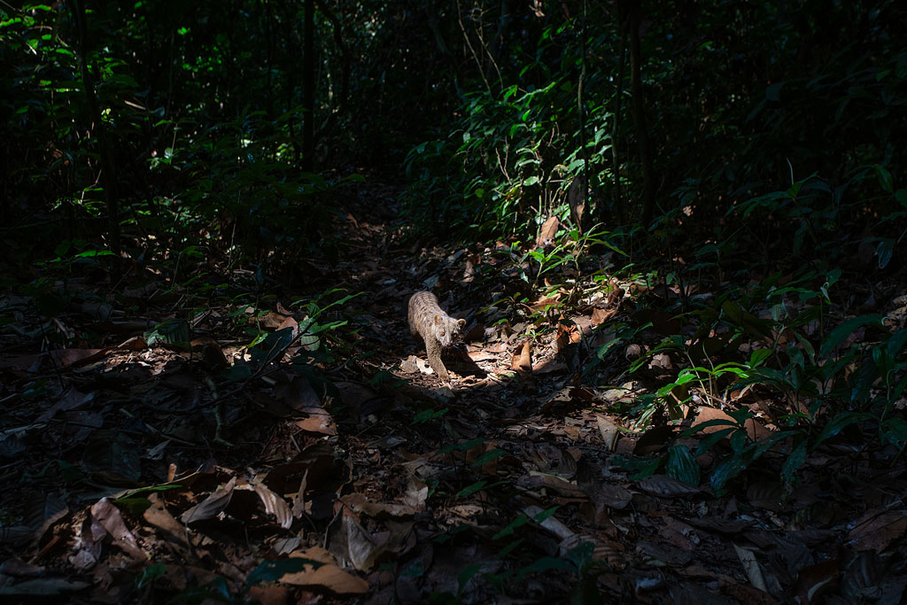 African Palm Civet