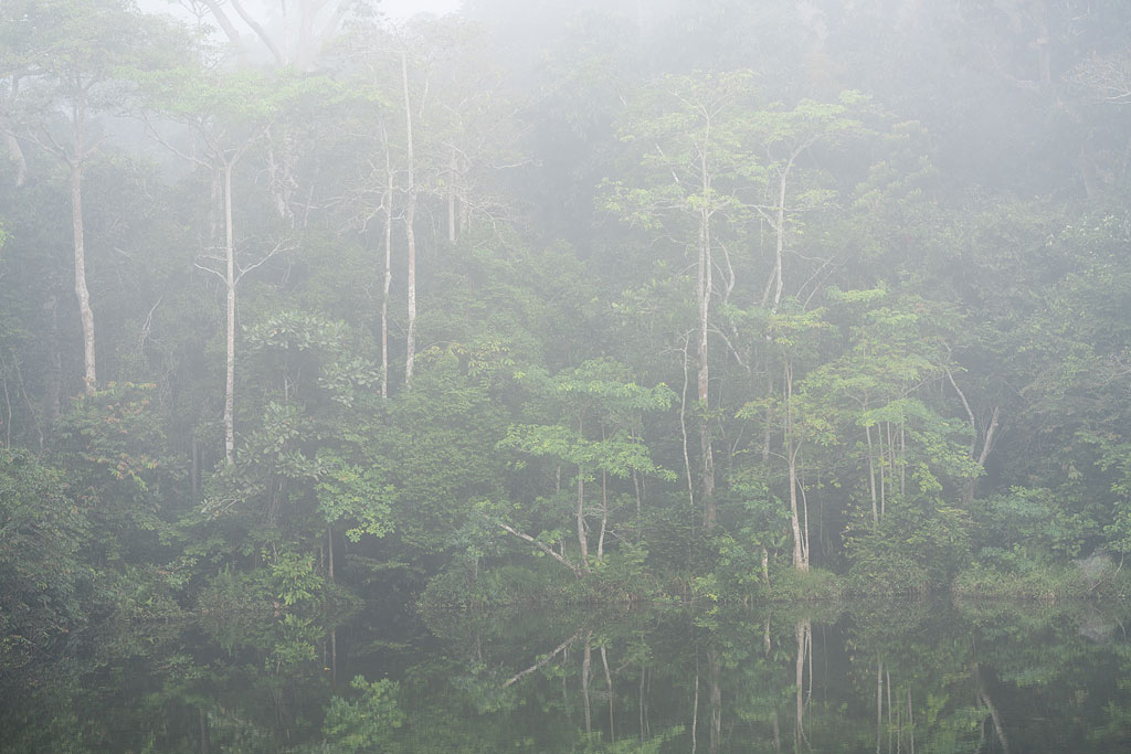 Wali Bai, Nouabalé-Ndoki National Park
