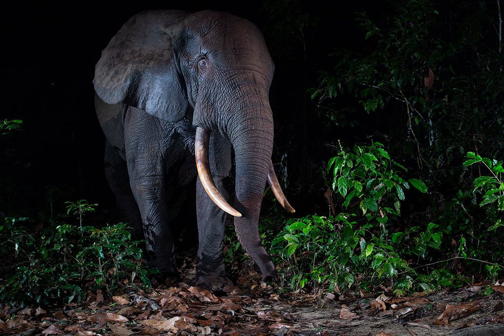 African Forest Elephant