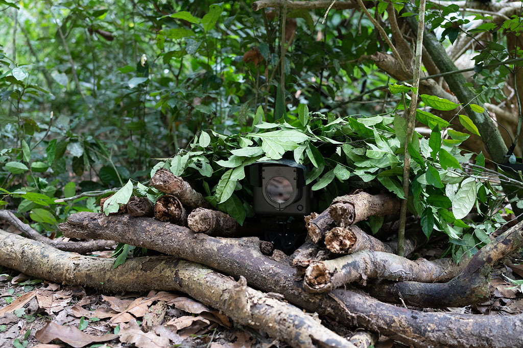 Camtraptions camera trap next to a forest trail, Nouabalé-Ndoki National Park