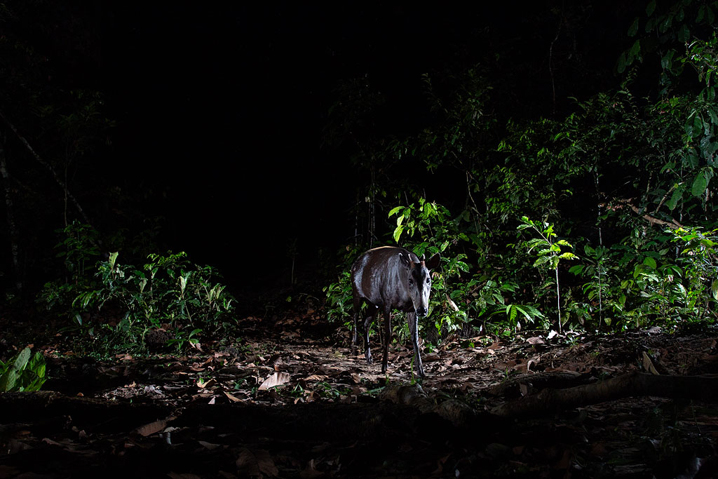 Yellow-backed Duiker