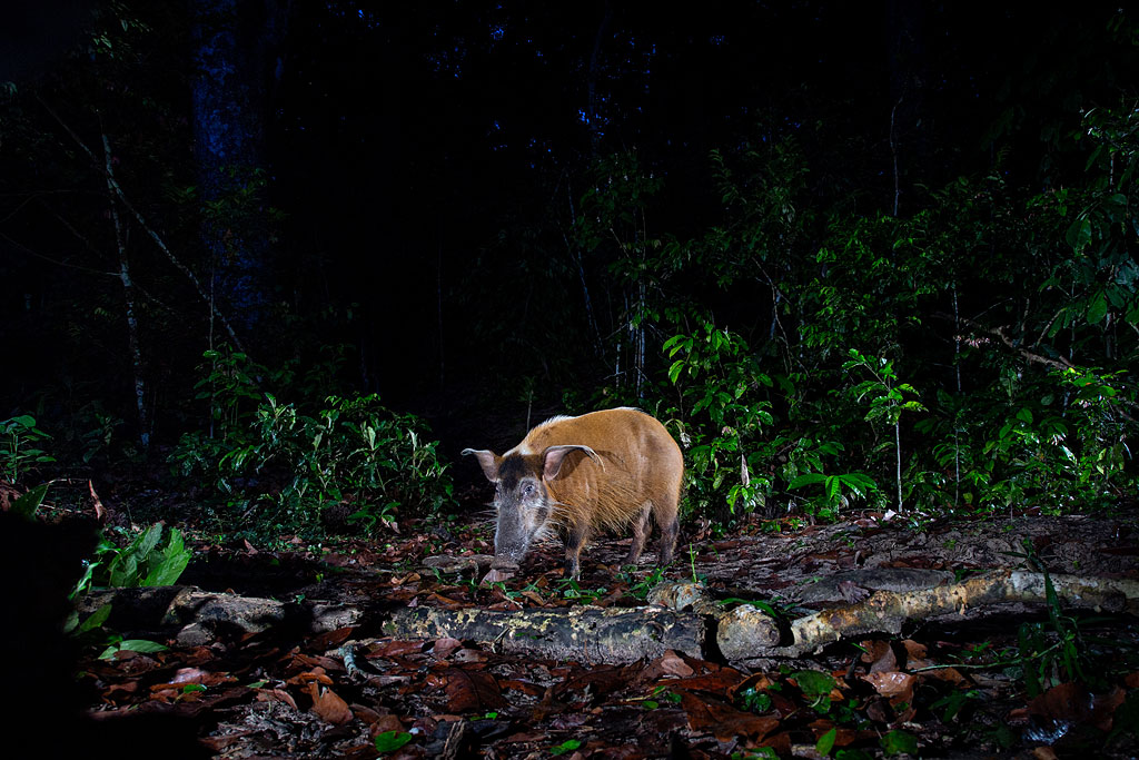 Red River Hog