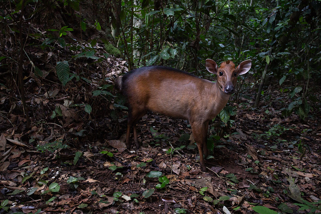 Peters' Duiker