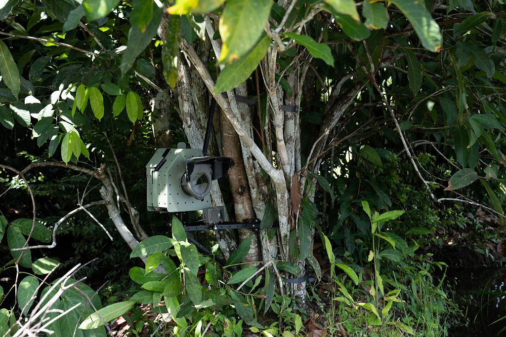 Camtraptions camera trap at Mbeli Bai, Nouabalé-Ndoki National Park
