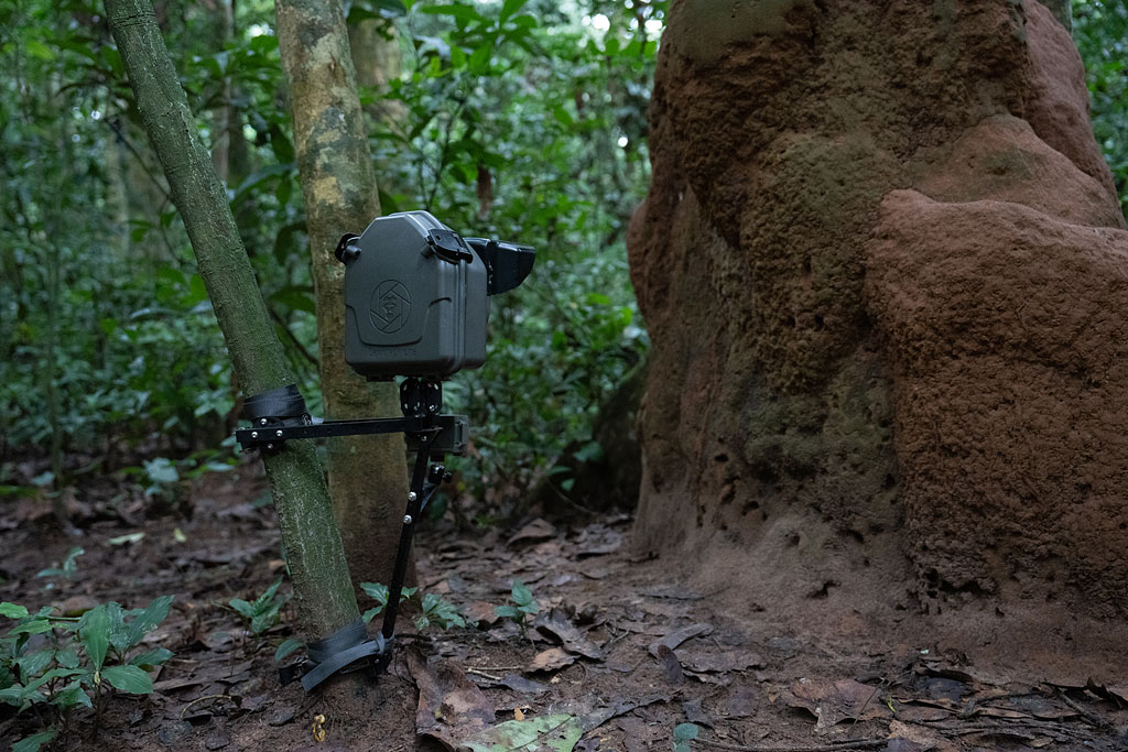 Camtraptions camera trap at a termite mound frequented by chimpanzees, Nouabalé-Ndoki National Park