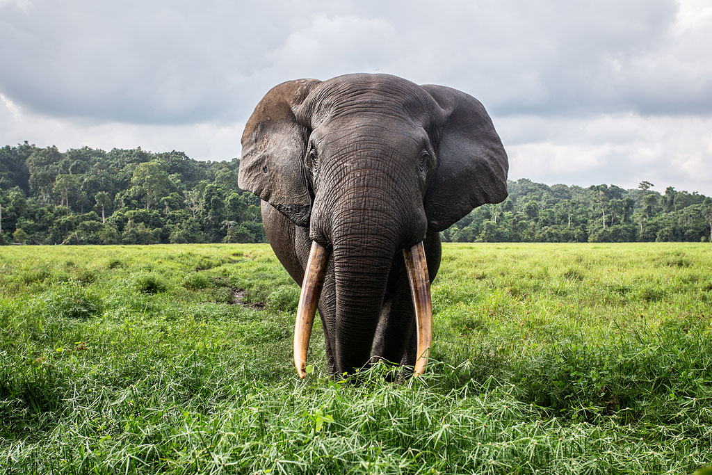 A large forest elephant homes in on my camera trap at Mbeli Bai, Nouabalé-Ndoki National Park