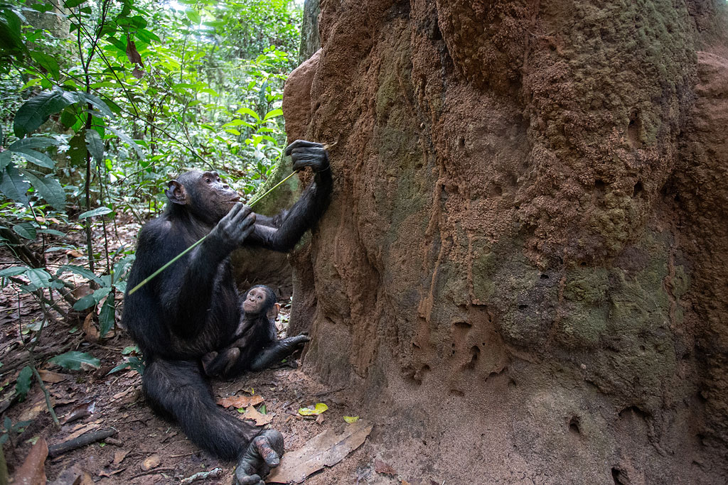 A chimpanzee fishing for termites while her infant watches, Nouabalé-Ndoki National Park