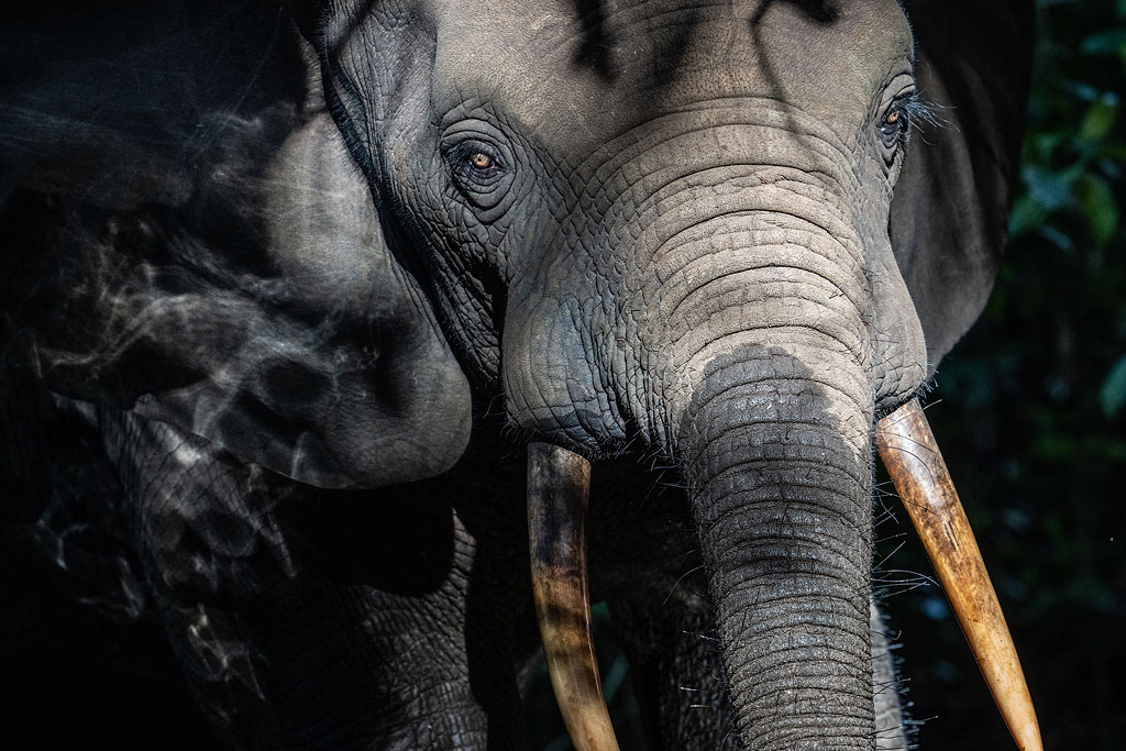 African Forest Elephant