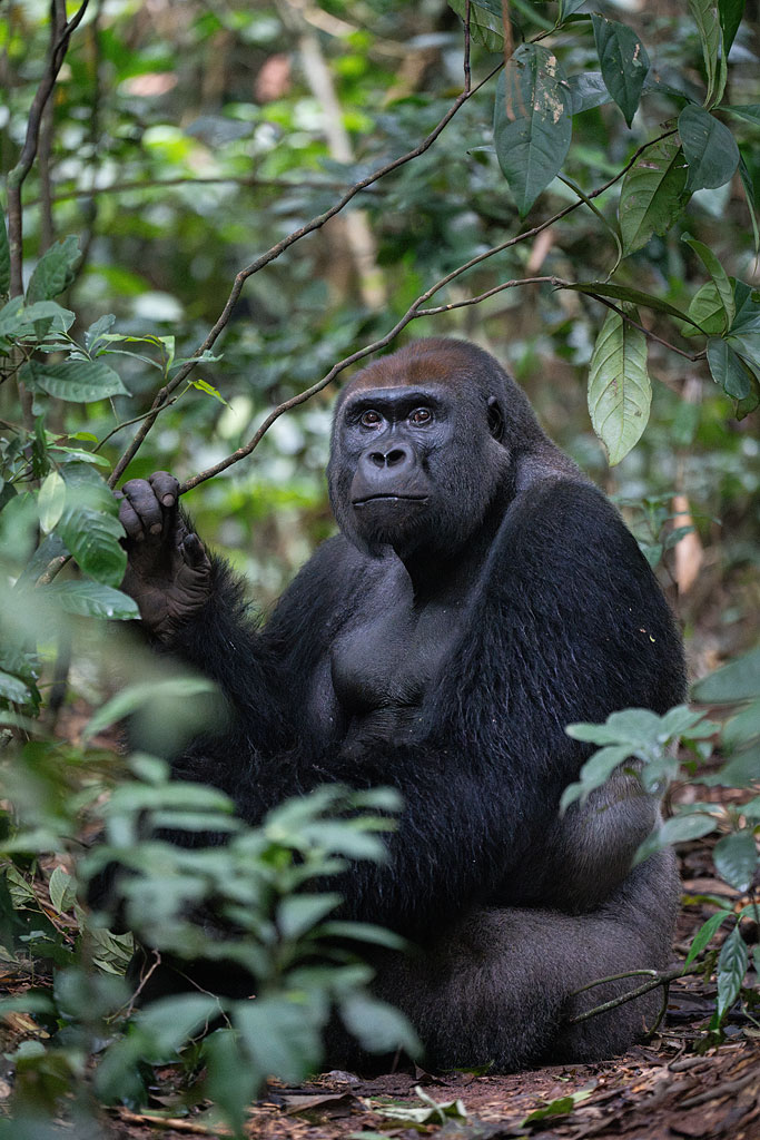 Mététélé, a silverback western lowland gorilla, Nouabalé-Ndoki National Park
