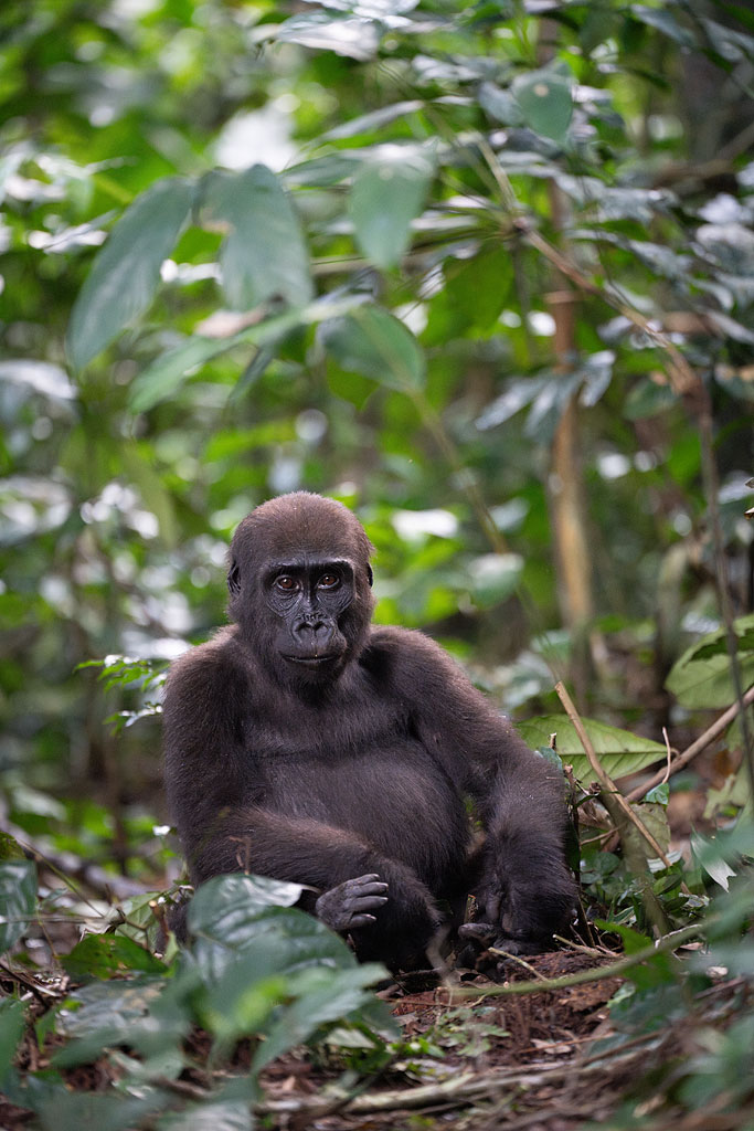 A young western lowland gorilla, Nouabalé-Ndoki National Park