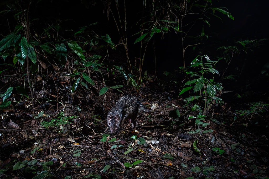 African Brush-tailed Porcupine