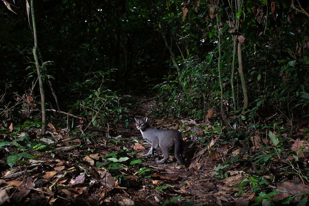 African Golden Cat
