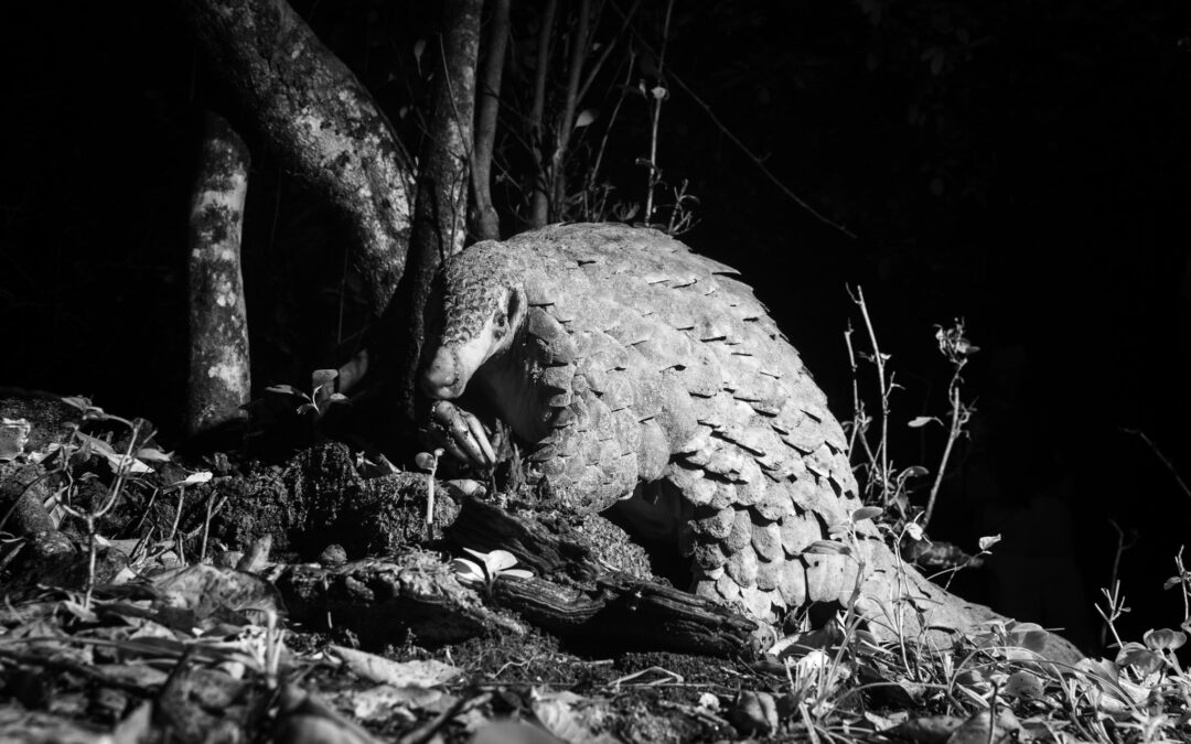 Race to Save Kenya’s Giant Pangolins