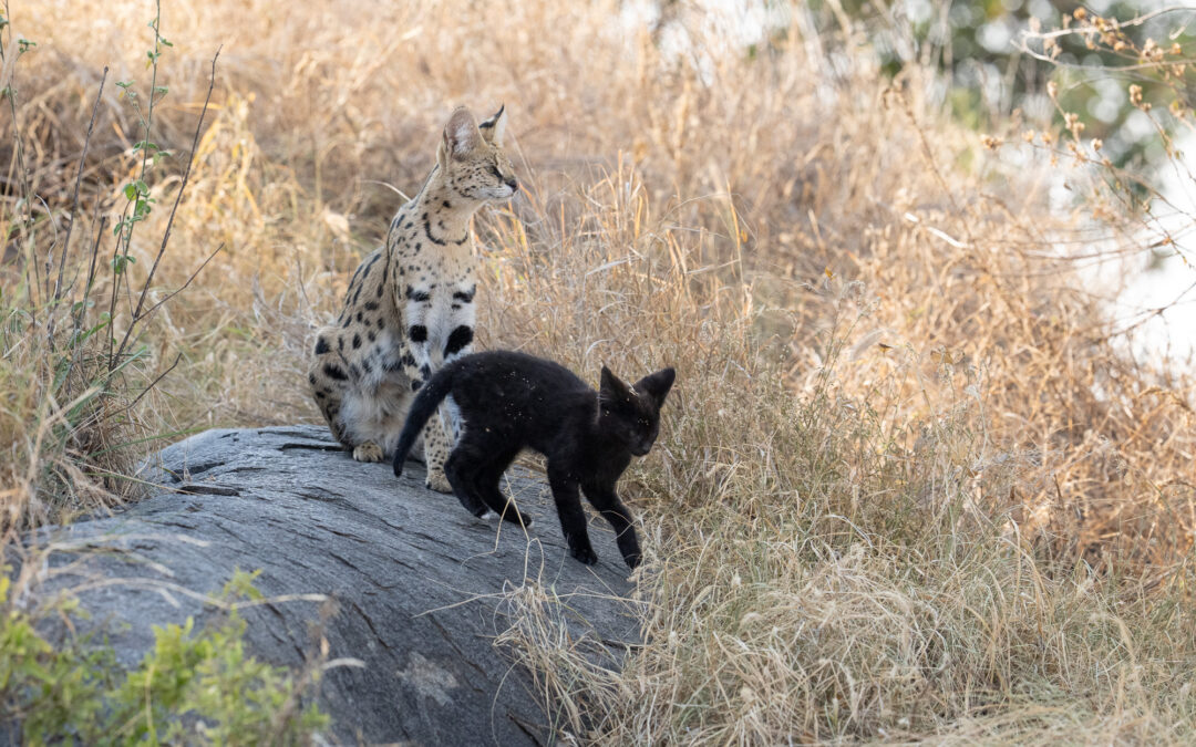 Melanistic Serval Kitten in the Serengeti