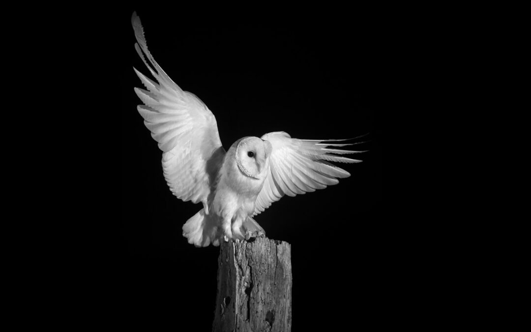 Barn Owls in Infrared – a project in Britain!