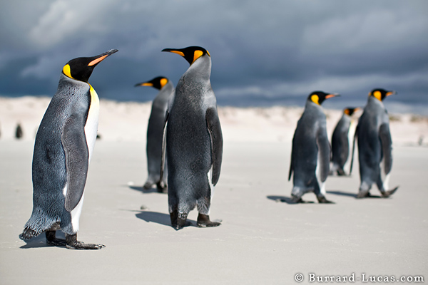 Falkland Islands Photography
