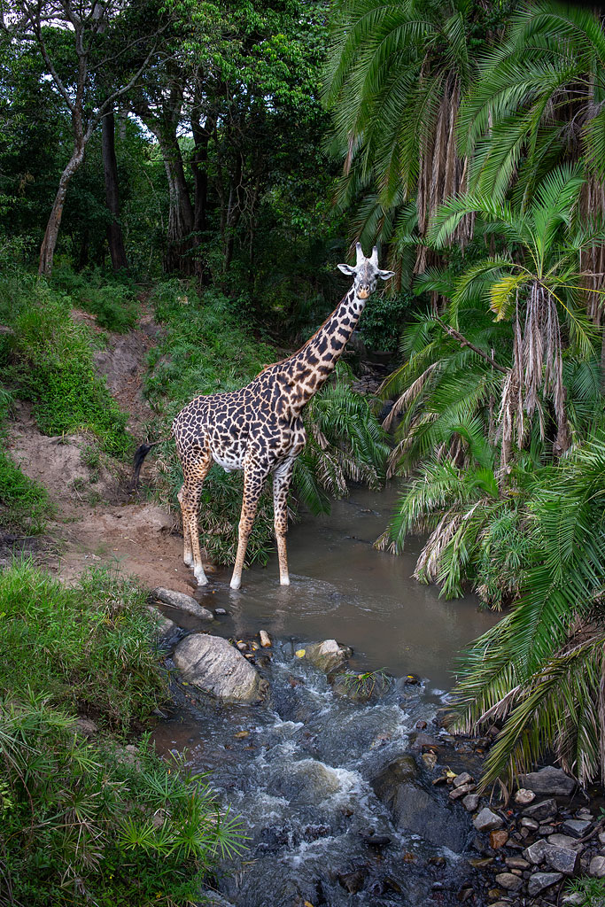 Giraffe captured on my camera trap.