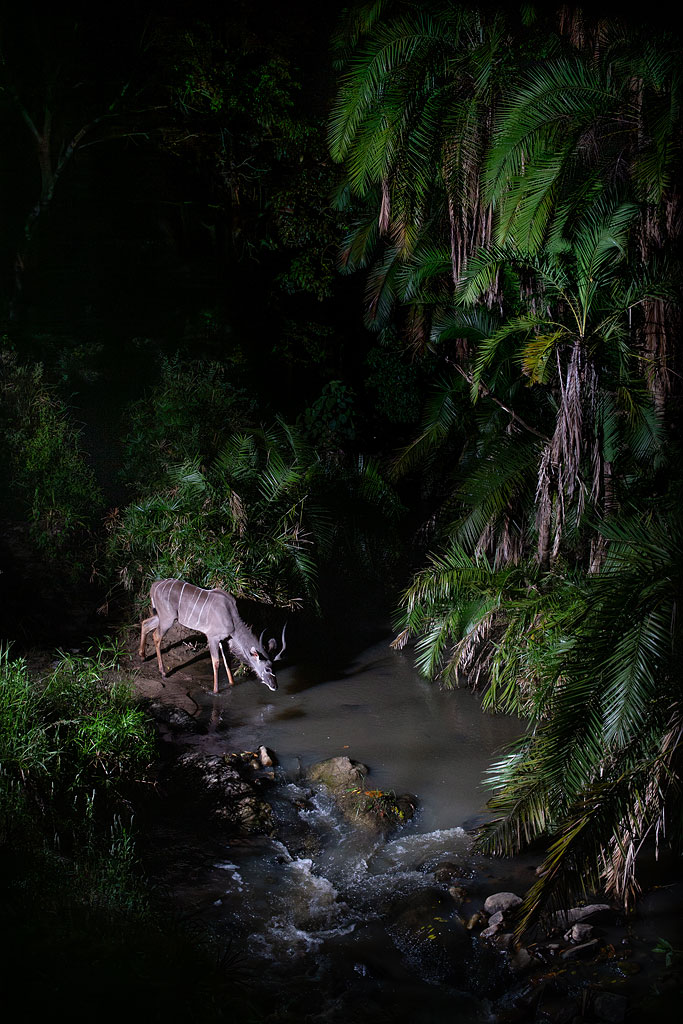Greater kudu had not been documented in this area for many years.