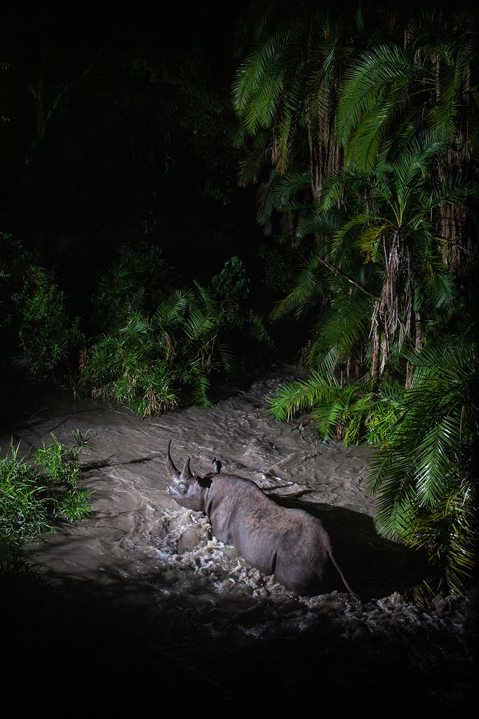 Black rhino crossing the river in flood.