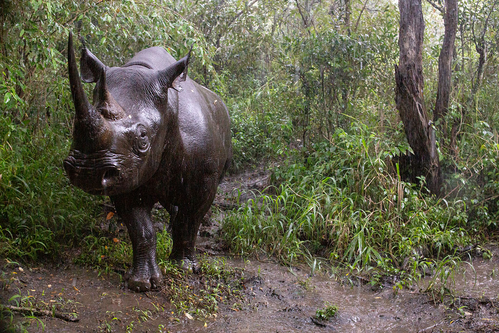 Black rhino resembling a bronze statue.