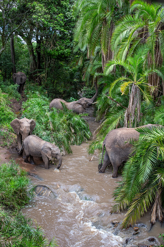 Elephants feeding by the river.
