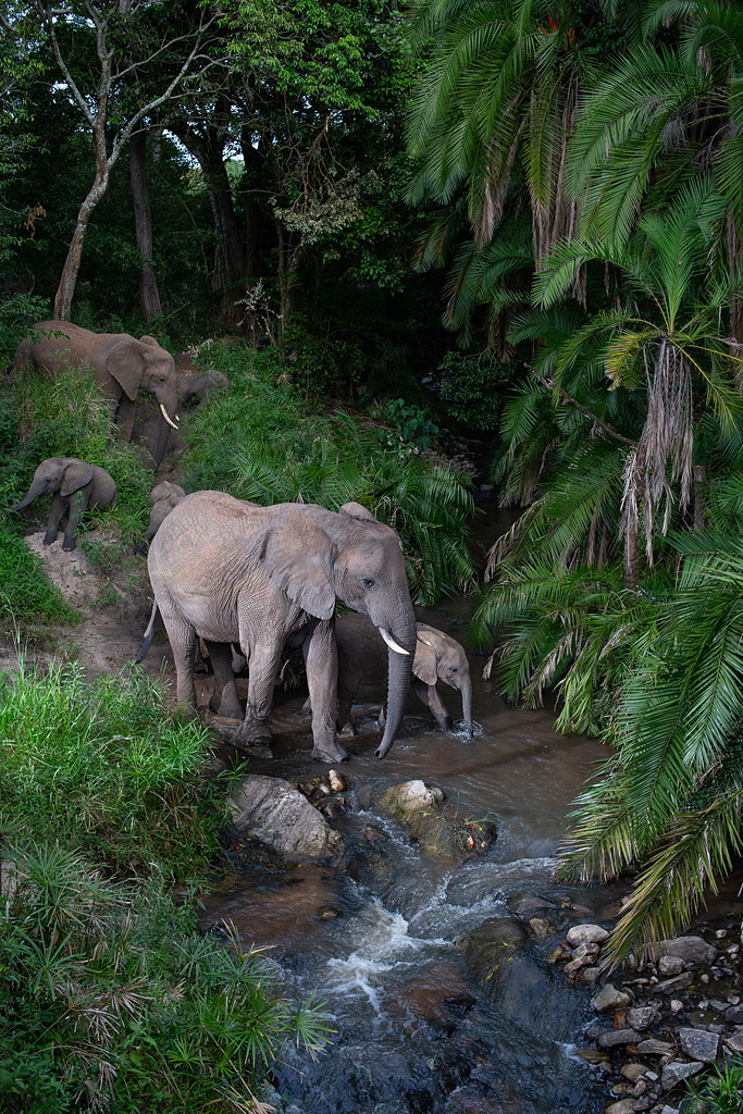 Elephants captured on my camera trap.