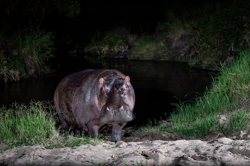 Hippo looking at my camera trap.