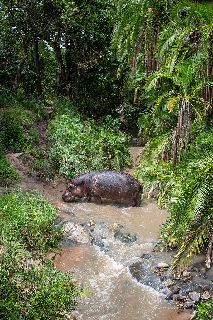 A wounded hippo emerges from the river.