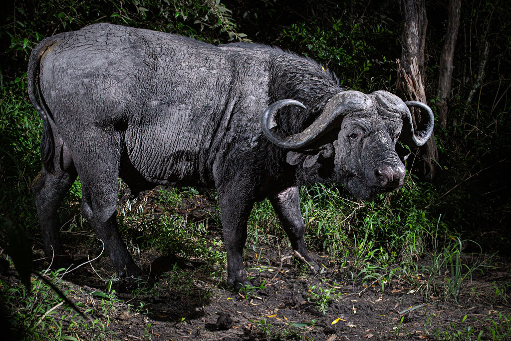 Buffalo captured on my camera trap.