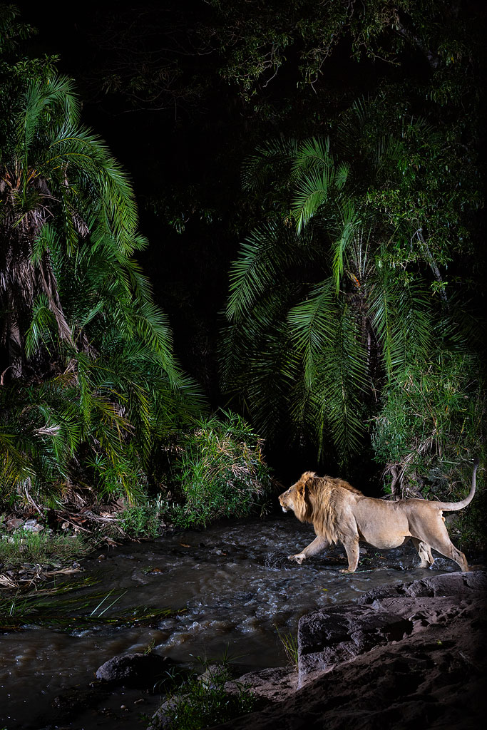 A male lion captured on another camera trap positioned slightly downriver.