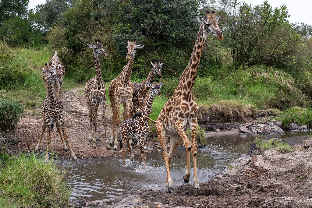 Giraffes crossing a river.