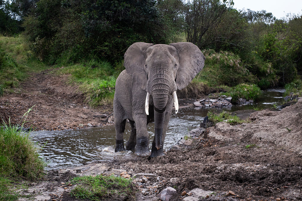 Elephant looking at my camera trap.
