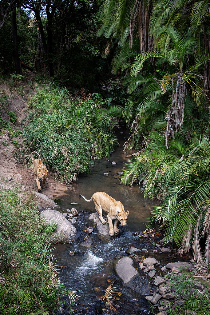 Lions crossing the river.