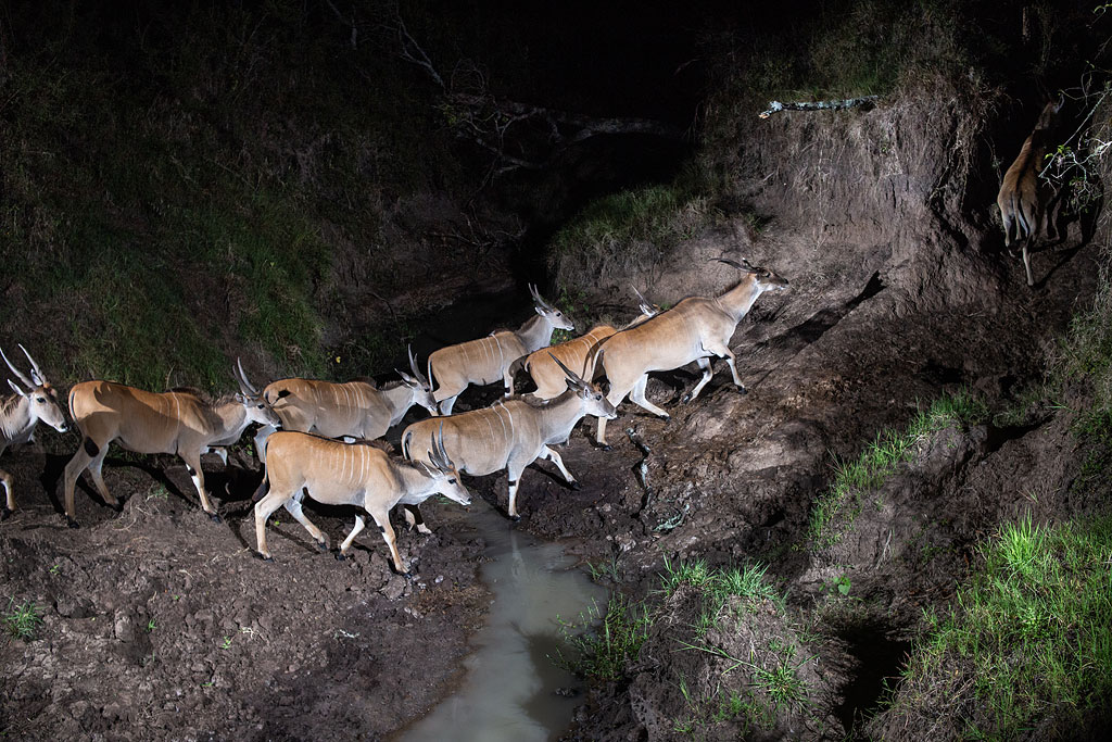 Eland passing through a gully.