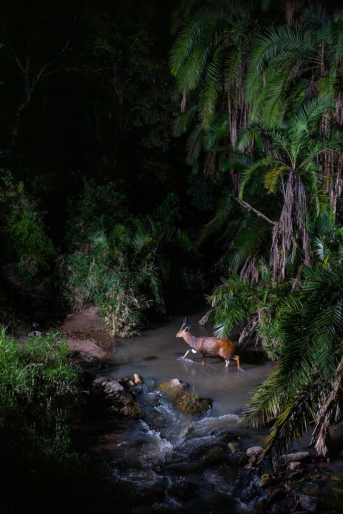 Bushbuck captured on my camera trap.